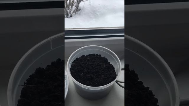 Продолжаем сажать сосны!) смотреть онлайн