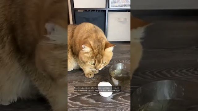 КАК УХАЖИВАТЬ ЗА ГЛАЗАМИ КОШКИ? #золотаяшиншилла #лучшийкот