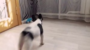 щенок французского бульдога в 3 месяца