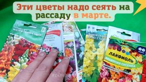 Эти цветы надо сеять на рассаду в марте.???