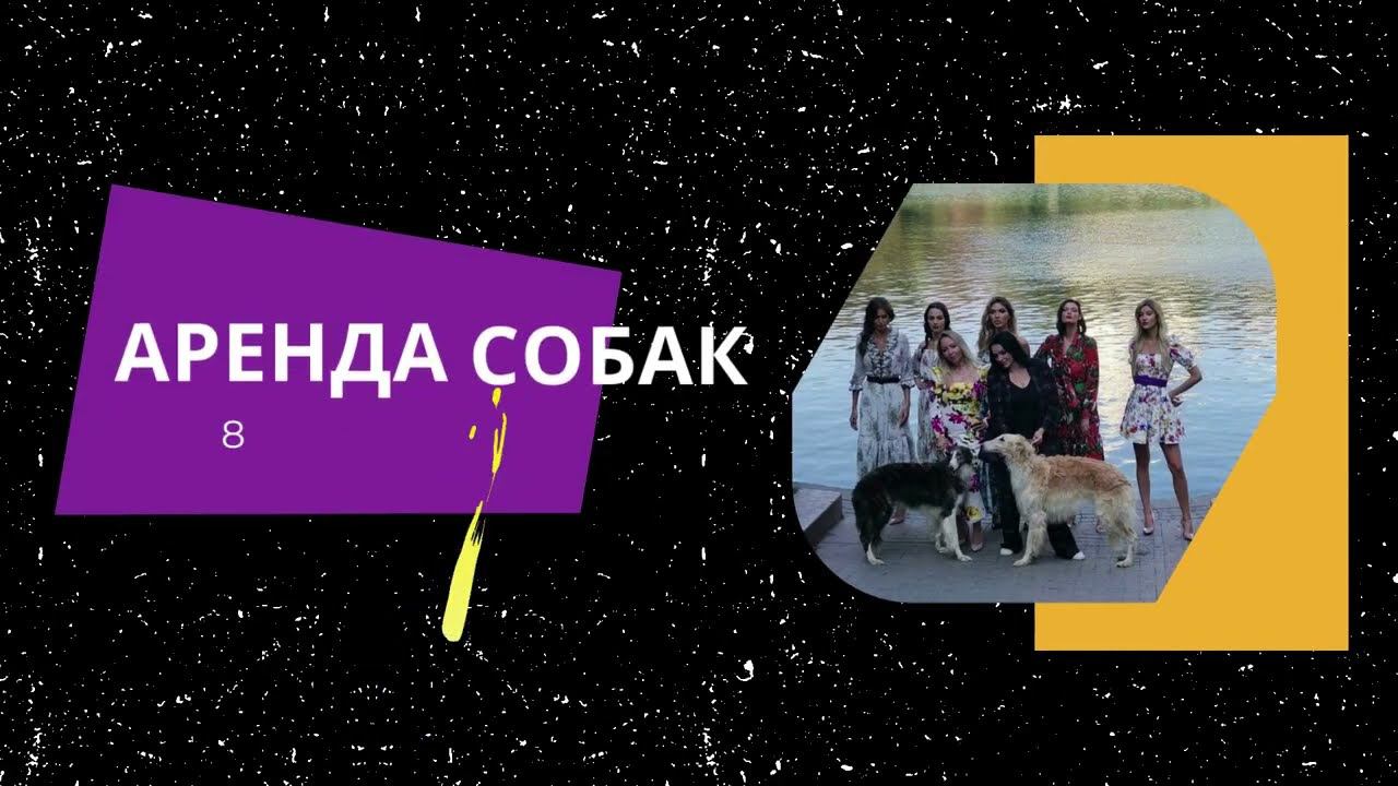Аристократичные русские борзые на фотосессиюI 8(916)702-11-08 Москва