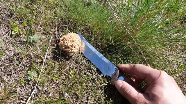 Первые весенние грибы ! Сбор строчков обыкновенных и гигантских ! Степные сморчки ! Апрель 2019 ! смотреть онлайн