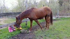 После весеннего дождика. Лошади пасутся
