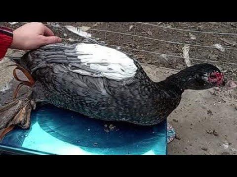 Мускусные утки лаванда, серебро, изумруд, голубые какой вес смотреть онлайн