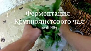 3 способа ферментации Иван чая в домашних условиях для крупнолистового и мелколистового чая