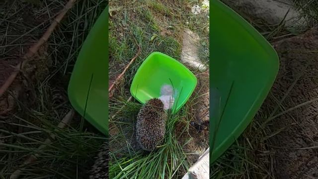 Ёжик. смотреть онлайн