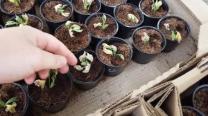 ПОЧЕМУ ЧЕРНЕЕТ СТВОЛ У ПЕЛАРГОНИИ. Черенки НЕ УКОРЕНЯЮТСЯ!!!