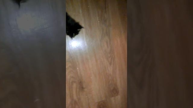 Кошечка милашка черного мраморного окраса породы Мейн-кун