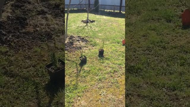 Вот таким был сад в 2017 году. Большинство посадок было в этот год! Фламинго, Шверина,Хортсмана❤️ смотреть онлайн