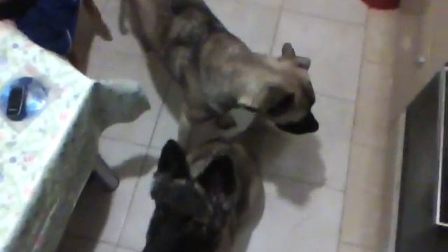 Собачий дикий хор(начало) смотреть онлайн