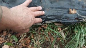 Как я   ,  укрываю  виноград  в   зиму .