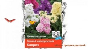 Левкой низкорослый Каприз (kapriz) ? левкой Каприз обзор: как сажать семена левкоя Каприз