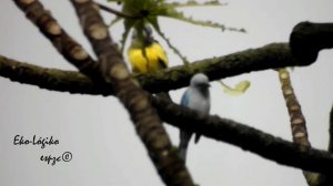 Thraupis episcopus  y Pitangus sulphuratus |Great Kiskadee (como hermanitos)