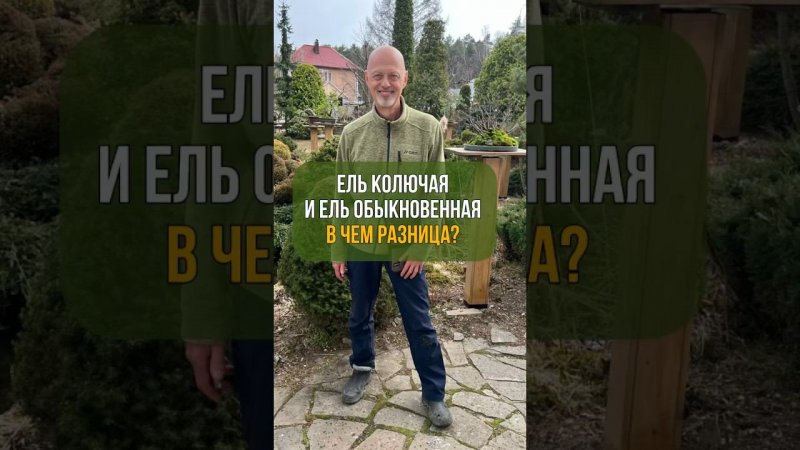 Ель колючая и ель обыкновенная. В ЧЕМ РАЗНИЦА?!