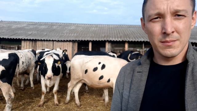 220 голов МОЛОЧНЫХ племенных нетелей породы Голштин, Холмогор, Черно пестрая порода КРС. Экспорт КР смотреть онлайн