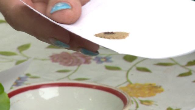 Как самостоятельно вырастить петунию смотреть онлайн