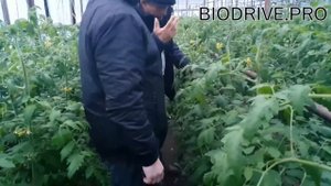 РАССАДА ТОМАТОВ. СОВЕТ ОТ АГРОНОМА. РЕЗУЛЬТАТ КОТОРЫЙ ПОРАЖАЕТ.