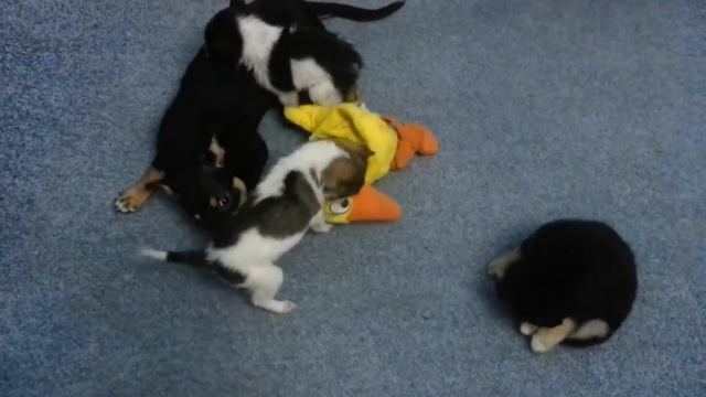 12.03.15г Бесится Рикуська с щенулями)) Передержка "Яловой" смотреть онлайн