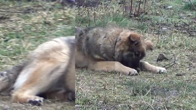 Коллаж созданный камерой SONY HDR-CX200 для просмотра или записи на диск. смотреть онлайн