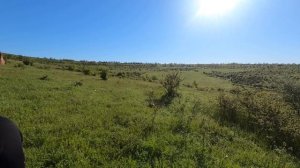 Венгерская Выжла (Hungarian Viszla) - натаска. Работает Главный кинолог ООРМ - Вадим Никифоров