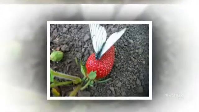 Выращивание_клубники. Руководство_по_выращиванию_клубники