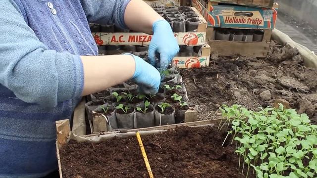 Пикировка рассады капусты смотреть онлайн