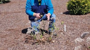 David's Secrets On How To Prune Smooth Hydrangeas (Hydrangea arborescens) Types ✂️????