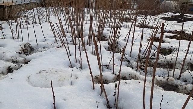 Весенняя обрезка малины.