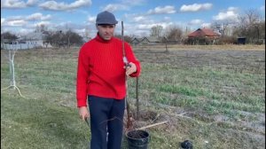 Осеняя посадка саженцев.Пример посадки саженцев