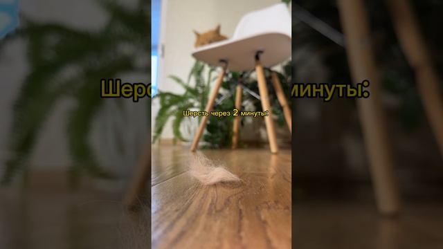 Кот и его шерсть