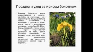 Ирис болотный