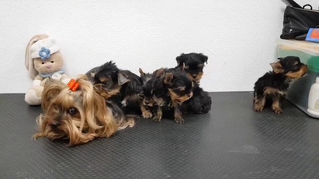 Наши новые крохи!! Щенки йорка! Купить щенка йорка! Питомник йорков!