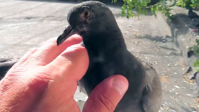 Голуби кусают меня за пальцы (Pigeons bite my fingers) смотреть онлайн