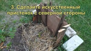 Плохо растет виноград, что делать, уход за саженцем винограда летом