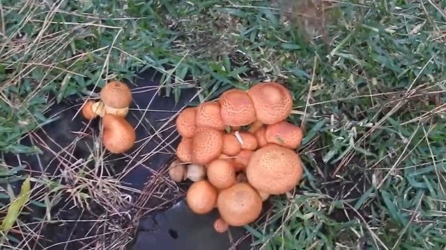 Gymnopilus junonius Commonly known as Laughing Gym,Laughing Cap,Laughing Jim, Spectacular Rustgill смотреть онлайн