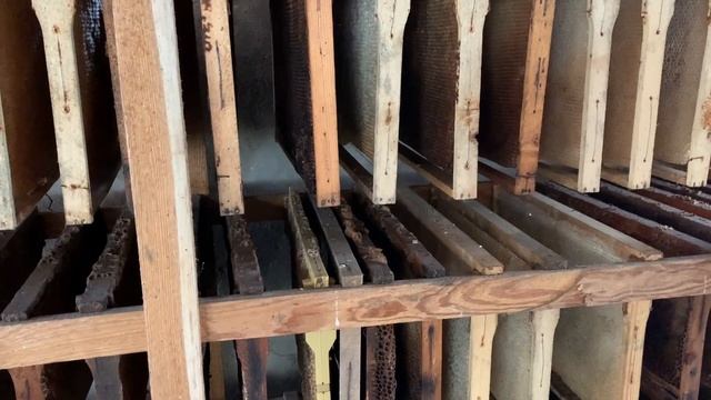 ВОСКОВЫДЕЛЕНИЕ И ВОСК МЕДОНОСНЫХ ПЧЁЛ. смотреть онлайн