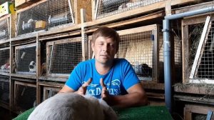 Как купить кролика в другом городе и какие проблемы вас ждут.