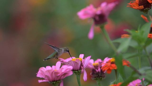 Nikon z9 / Sample videos 4K смотреть онлайн