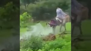 Осёл опрыскиватель