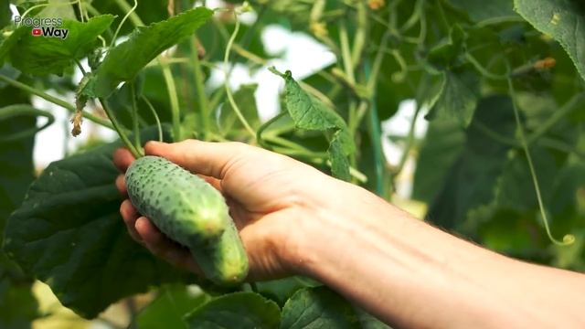 Поливаю Огурцы Этим и Урожай Хоть Продавай При Этом Огурцы Никогда не Болеют! смотреть онлайн