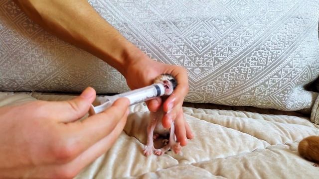 Trying to save life of 5 poor abandoned newborn kittens / Rescue 5 kittens смотреть онлайн