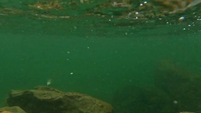 РЫБАЛКА НА ХАРИУСА В ГОРНОМ АЛТАЕ. ДОЛИНА РЕКИ ЧУЛЫШМАН. / GRAYLING FISHING IN THE ALTAI MOUNTAINS.