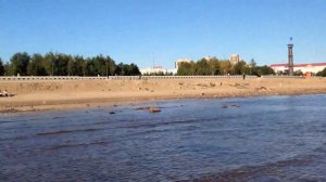 Alai Oli- Дельфины