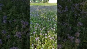 Фацелия  - плодородие Вашей почвы