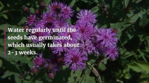 How to Grow Ironweed Vernonia | A Hardy Perennial Plant | A Beginner's Guide