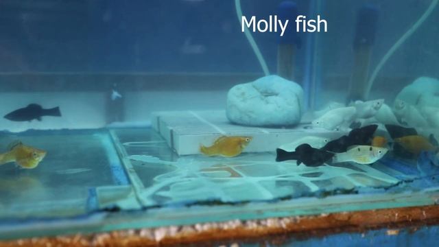 Blue diamond aquarium. Fish stock (vadodara) lakulesh complex Nizampura смотреть онлайн