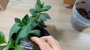 Пересадка эустомы на постоянное место