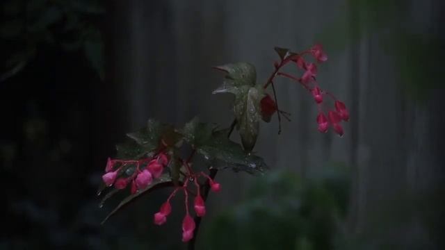 Цветок под дождем. / Звуки для медитации, отдыха и сна. /Relax смотреть онлайн