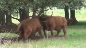 Вот Почему Нельзя Злить Этого Гигантского Быка