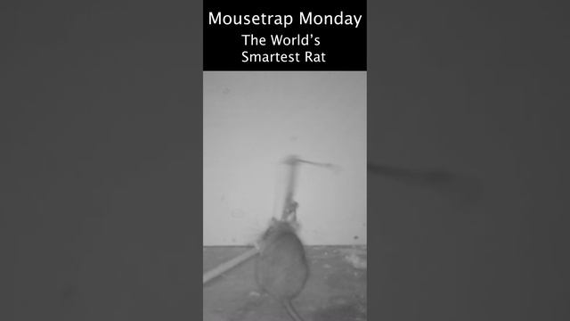 The World's Smartest Rat Sets Off Rat Trap With A Stick.